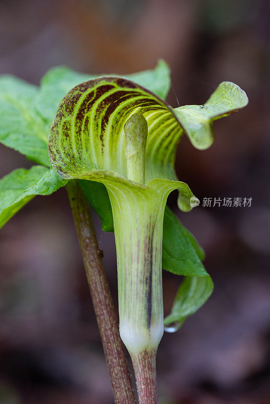 讲坛上的杰克(arisema atrorubens)， Mount Magazine, AR